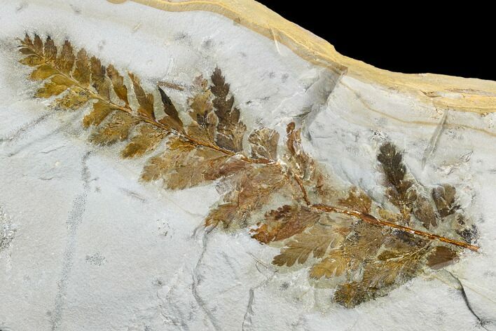 Detailed Fossil Fern (Dennstaedtia) - Montana #113214